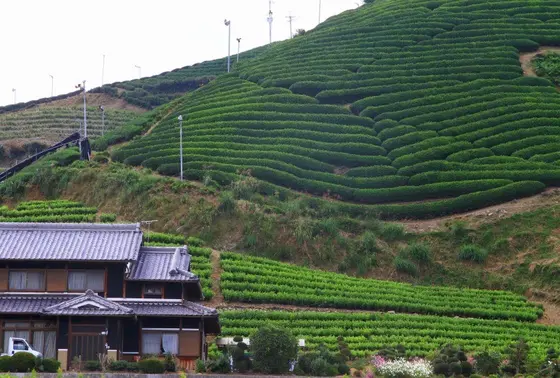 茶畑に包まれてます
