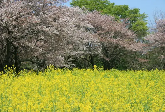原っぱ東花畑