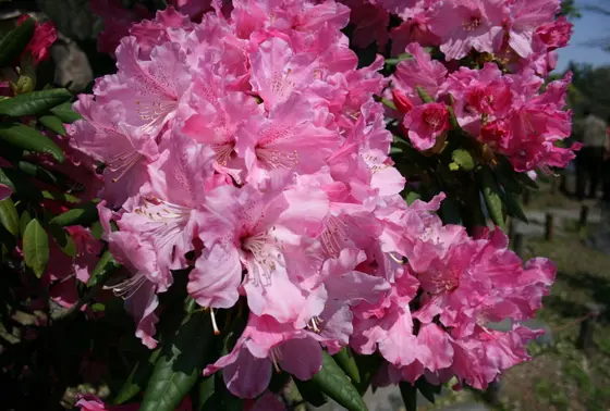 園内にも綺麗な花