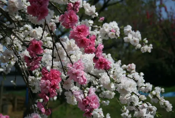 どこにでも花が