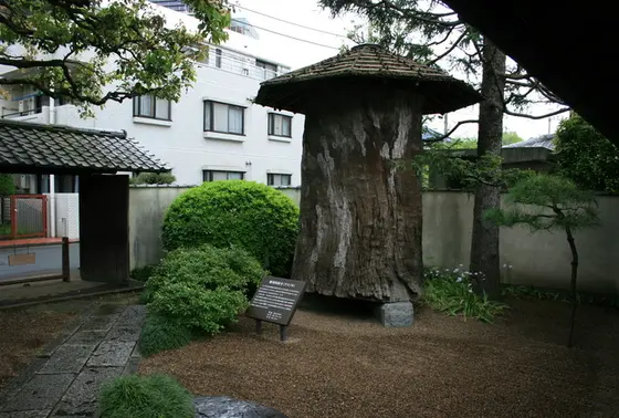 クスノキ