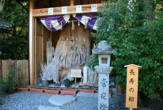 ご神木の楠