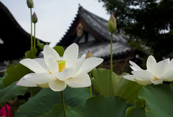 蓮を見るなら早朝がオススメ！
