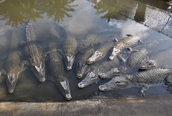 もっと動物に触れ合いたい方〜