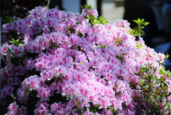 ツツジの花も見頃