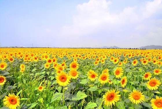 ８月　ひまわり