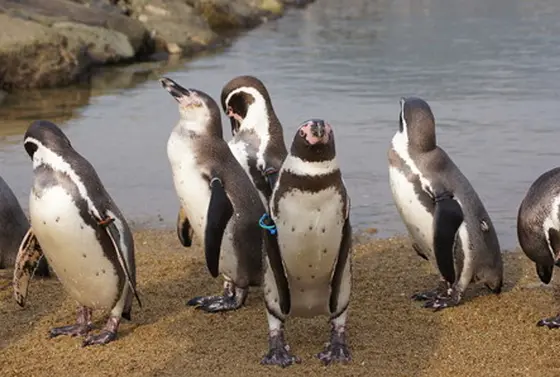 ふれあいペンギンビーチ