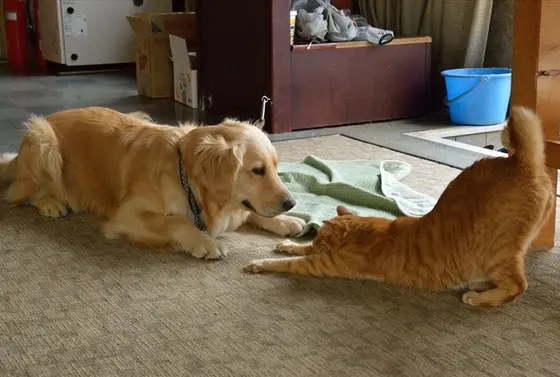 仲のいい看板犬＆看板ネコ