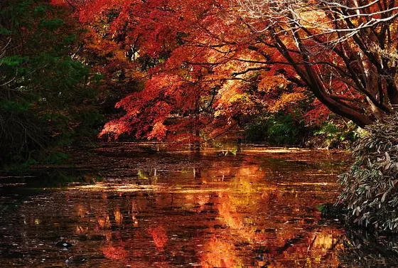 紅葉
