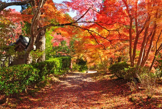 紅葉ロード