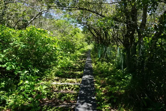登山道