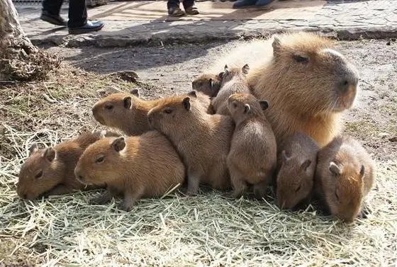 かわいい動物たち