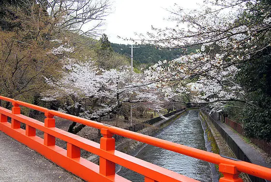 疎水沿いの遊歩道