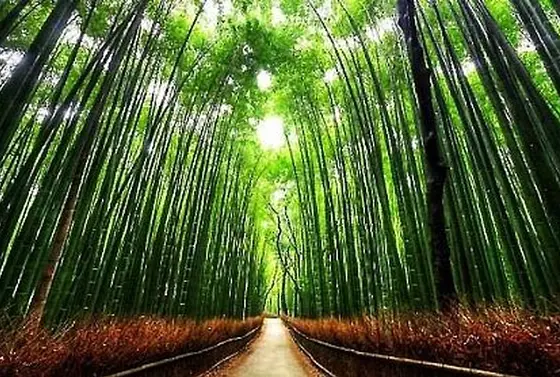 竹林の小径