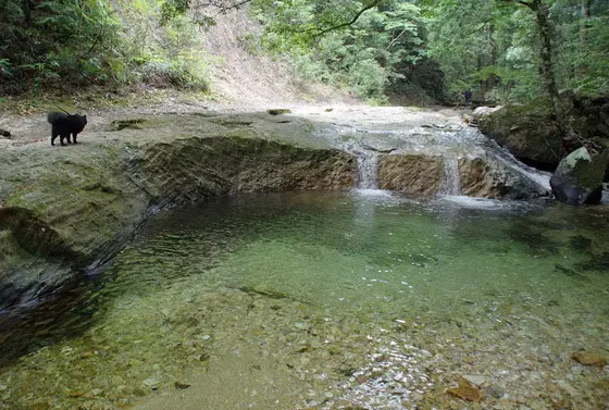散策路沿いの清流