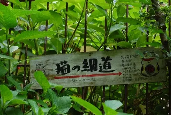 細くて長い坂道に猫がいっぱい。
