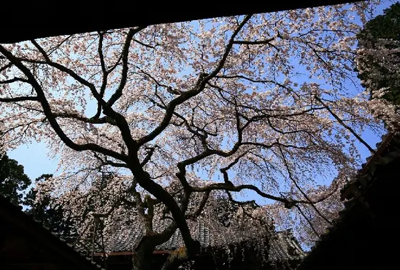 2014年「そうだ、京都、行こう」キャンペーンの舞台になったお寺です