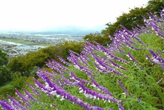 アメジストセージ