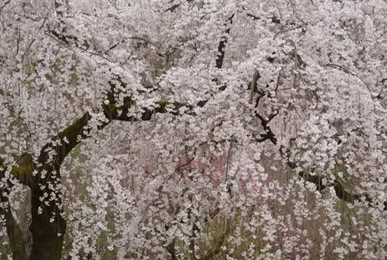 比較的 早咲きの桜
