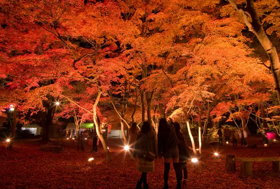 ライトアップされた紅葉も！！