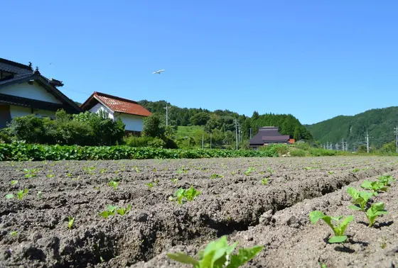 大根などの種まき