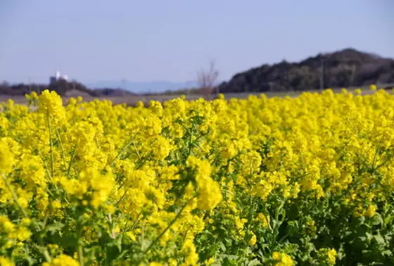 菜の花