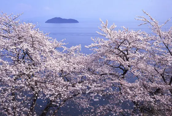 大人気Spot 海津大崎のさくら