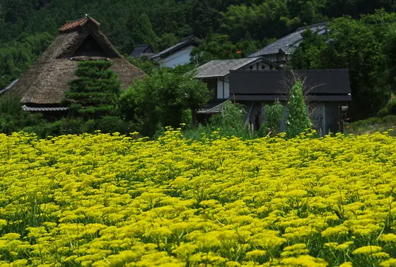 茅葺き屋根と女郎花