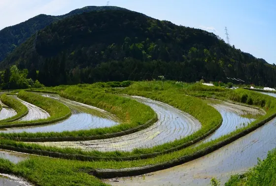 日本の棚田100選「樒原の棚田」
