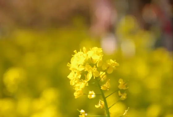 菜の花は満開