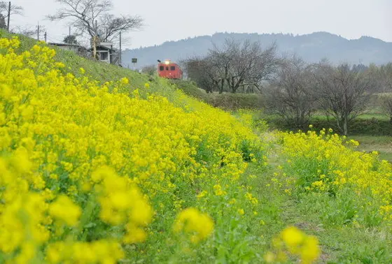 東総元　菜の花