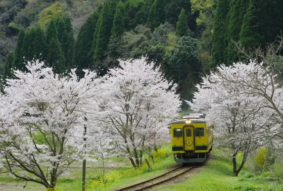桜のトンネル