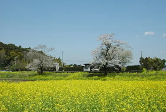 無人ののどかな駅