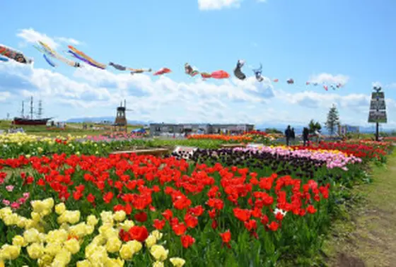 キサラ岬チューリップ園