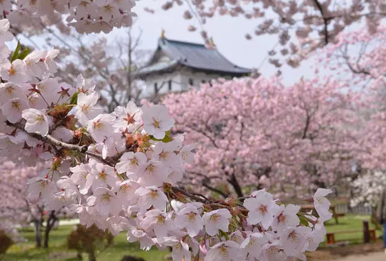 松前でしか見られない桜もあります
