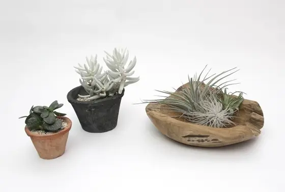 観葉植物も。