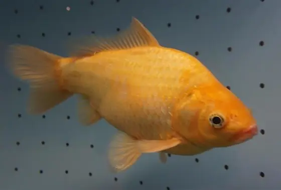 巨大金魚