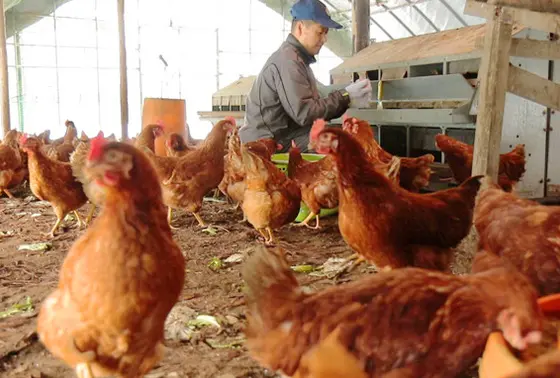 鶏にキャベツのエサやり自由。