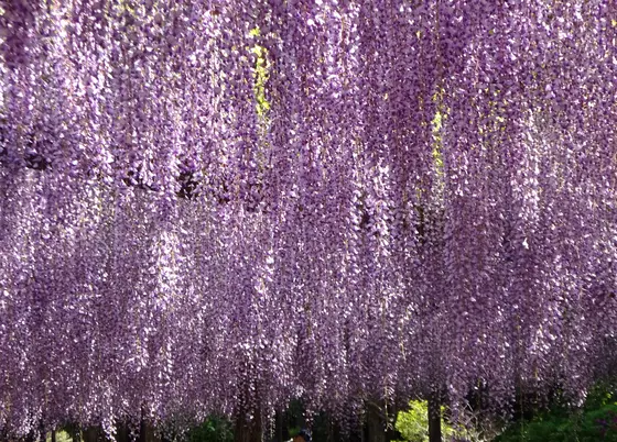 公園の奥、水辺に藤棚が…！