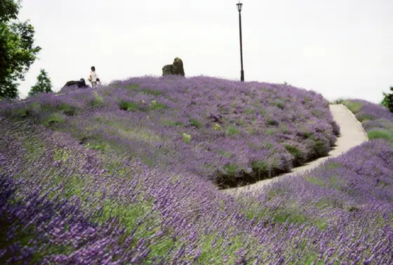 しらさぎ公園ラベンダー山