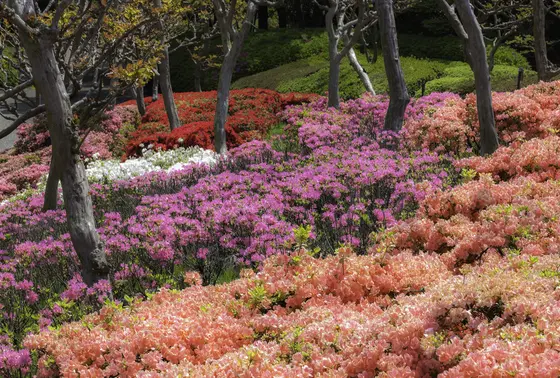 その他の春の野草