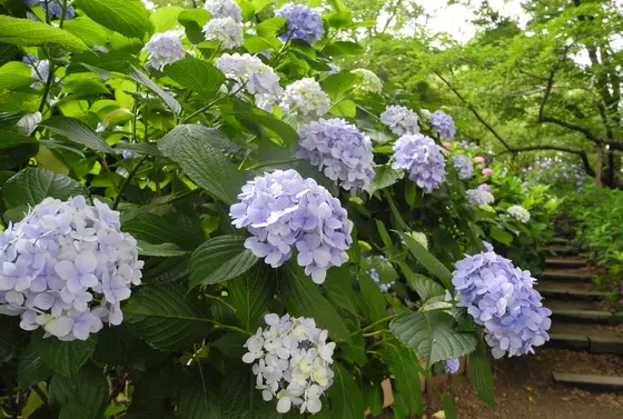 6月半ばが見頃