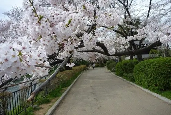 公園ではレジャーシートを敷いての花見が可能です！