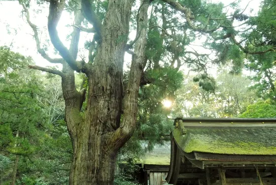 パワーを感じる（？）千年杉