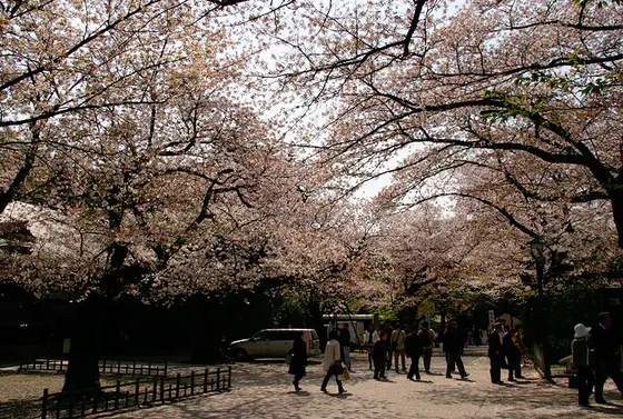 春は桜が満開に！！