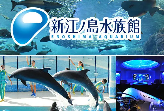 イルカ