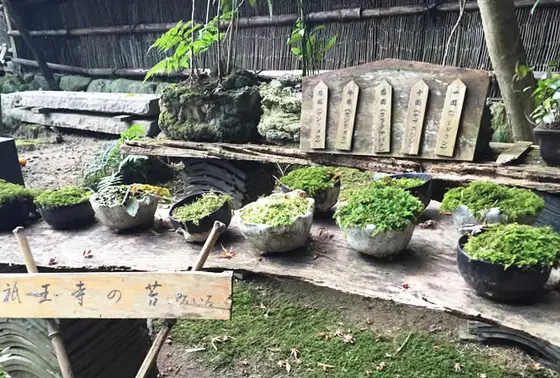 苔の紹介コーナー