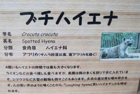 ブチハイエナ