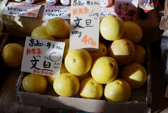 時期に行ったら大きな文旦が