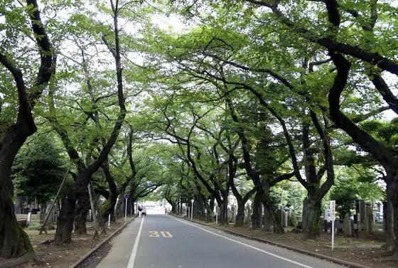 谷中霊園